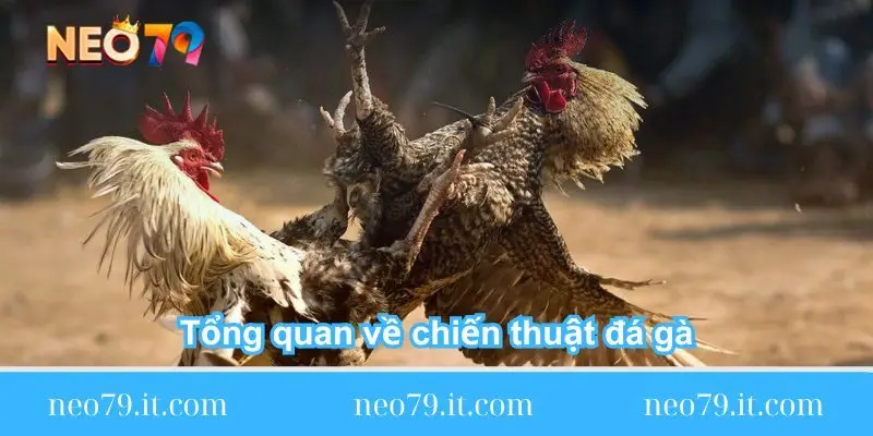 tong quan ve chien thuat da ga tong-quan-ve-chien-thuat-da-ga
